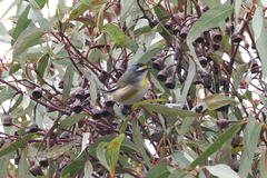 Pardalotus striatus