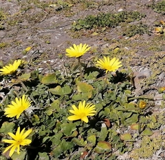 Arctotheca prostrata