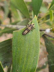 Harmonia testudinaria