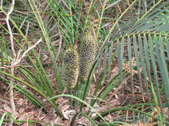 Macrozamia communis