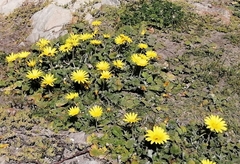 Arctotheca prostrata