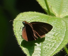 Ancistroides nigrita