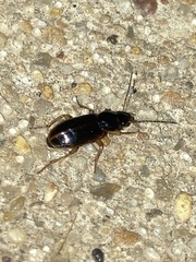 Stenolophus ochropezus