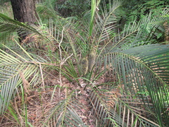 Macrozamia communis