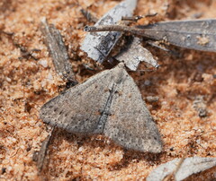 Tapinogyna perichroa