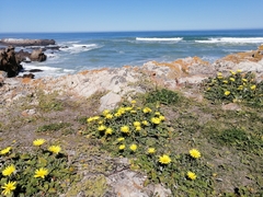 Arctotheca prostrata