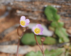 Calandrinia