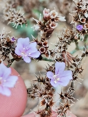 Limonium virgatum