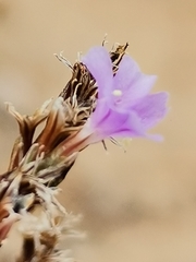 Limonium virgatum