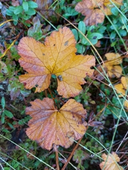 Rubus chamaemorus