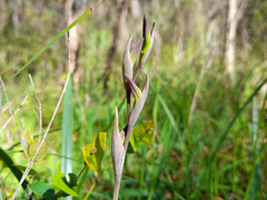 Lyperanthus suaveolens