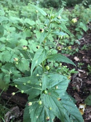 Scrophularia nodosa