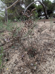 Limonium virgatum