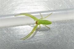 Cetratus rubropunctatus