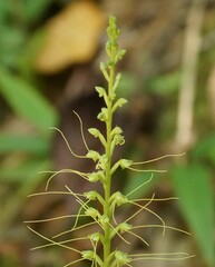 Peristylus tentaculatus