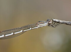 Austrolestes annulosus