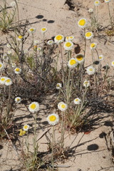 Polycalymma stuartii