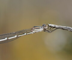Austrolestes annulosus