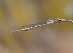 Austrolestes annulosus