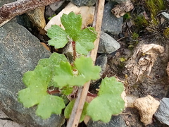Hydrocotyle callicarpa