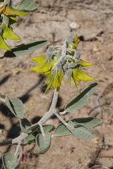 Crotalaria cunninghamii