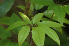 Heptapleurum heptaphyllum