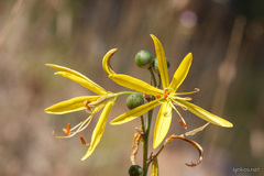 Asphodeline liburnica
