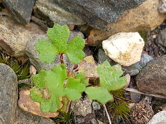 Hydrocotyle callicarpa