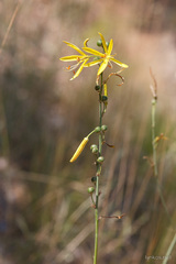 Asphodeline liburnica