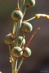 Asphodeline liburnica