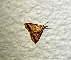 Pyrausta pseudonythesalis