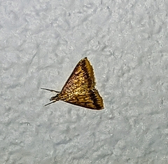 Pyrausta pseudonythesalis