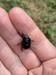 Anoplotrupes stercorosus