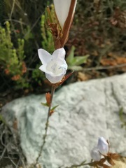 Prismatocarpus brevilobus