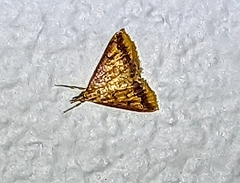 Pyrausta pseudonythesalis