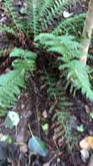 Polystichum aculeatum