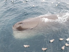 Physeter macrocephalus