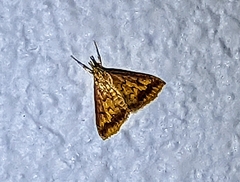 Pyrausta pseudonythesalis