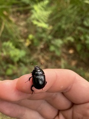 Anoplotrupes stercorosus
