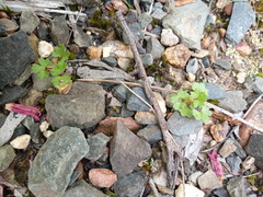 Hydrocotyle callicarpa