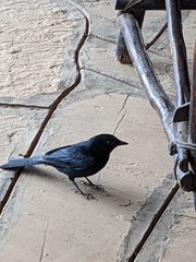 Melaenornis pammelaina