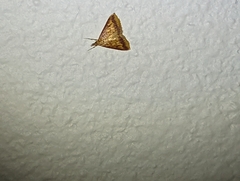 Pyrausta pseudonythesalis