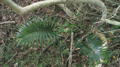 Lepidozamia peroffskyana