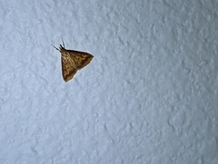 Pyrausta pseudonythesalis