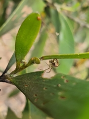 Theridion pyramidale
