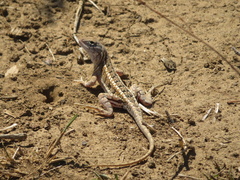 Chalarodon madagascariensis