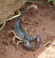 Scorpionoidea