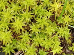 Didymodon torquatus