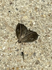 Perispasta caeculalis