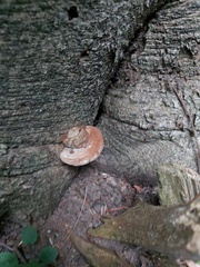 Ganoderma applanatum